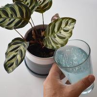 Instant Plant Food (Starter Pack) Houseplant & Indoor Plant
