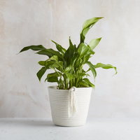 Cotton Pot