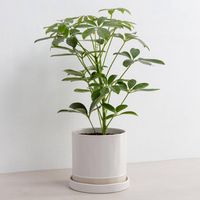 Organic Planter & Tray