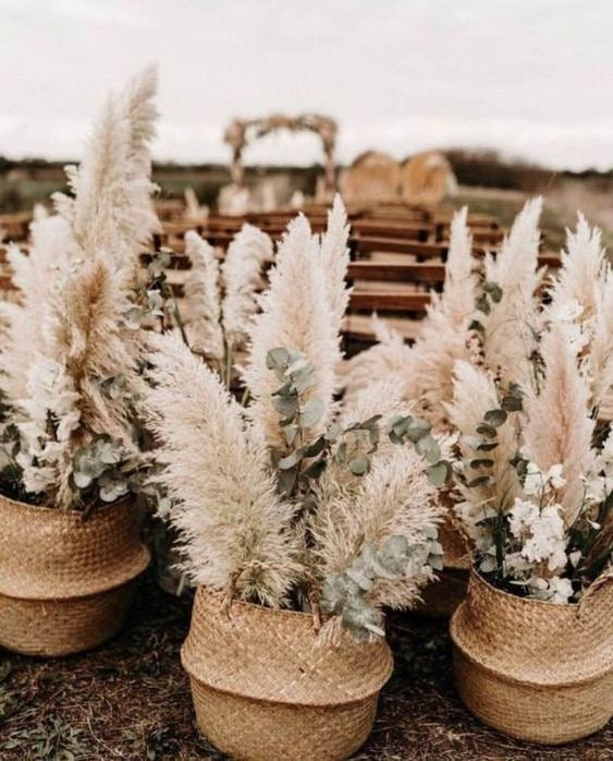 How To : Take Care Of Your Pampas Grass