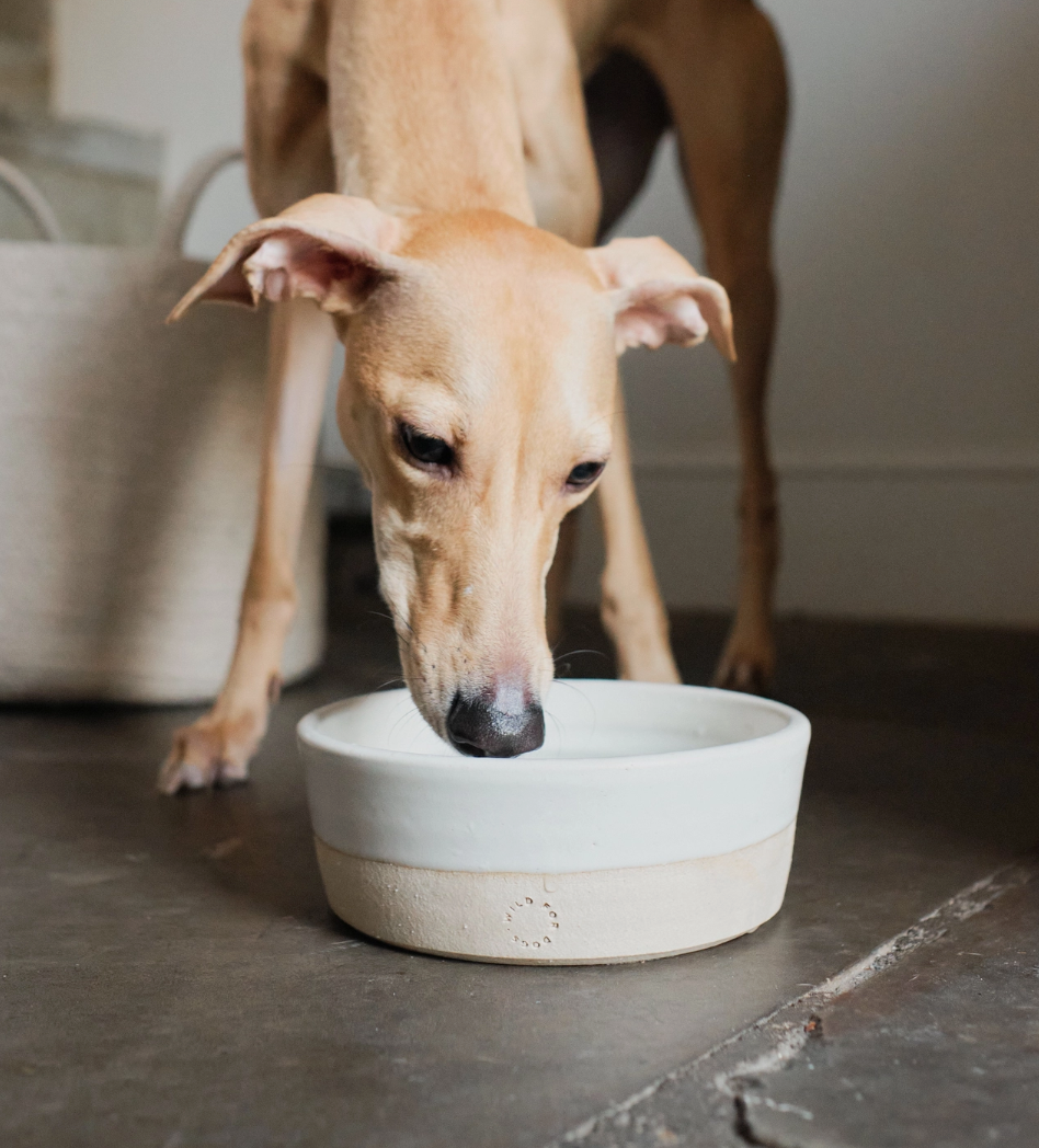 Handcrafted Ceramic Dog Bowl
