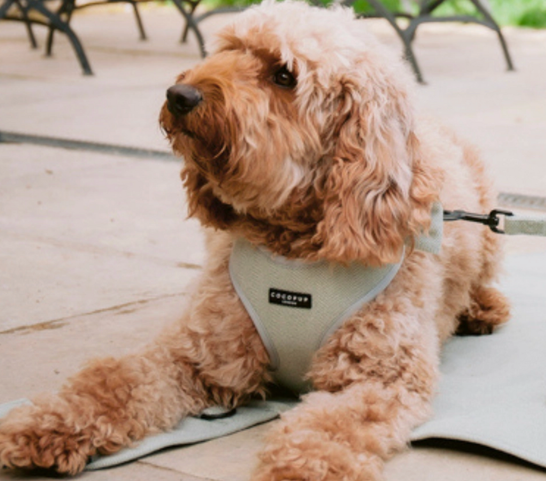 Sage Green Tweed Adjustable Neck Harness
