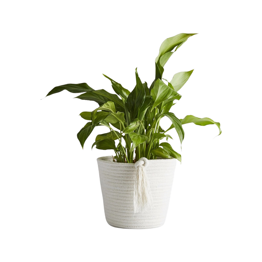 Cotton Pot