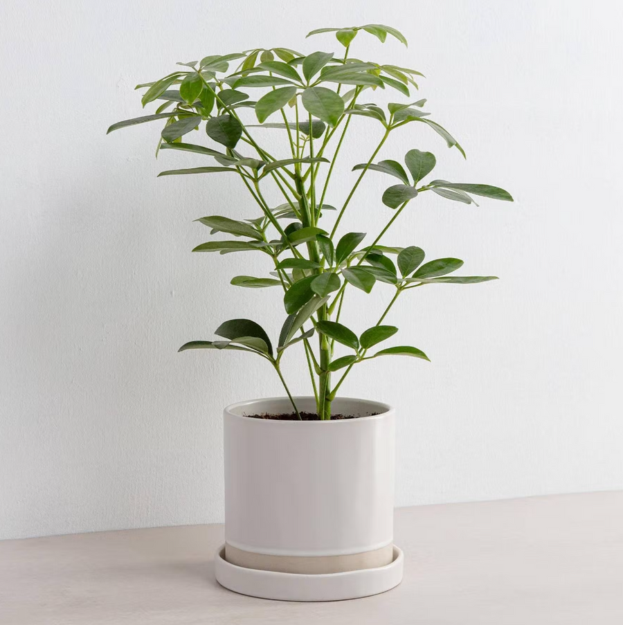 Organic Planter & Tray