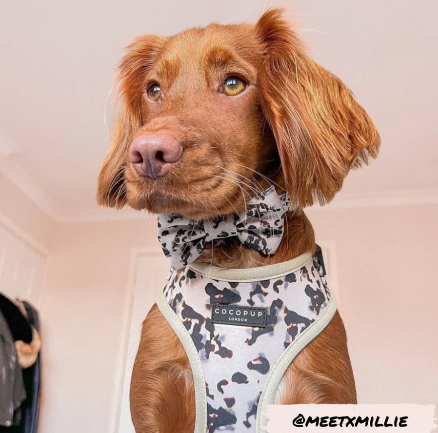 Ivory Tort Bow Tie Regular price